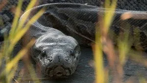 Squeeze: African Python háttérkép