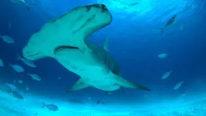 Mega Hammerhead háttérkép