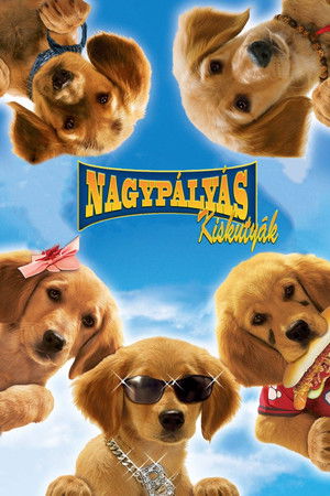 Nagypályás kiskutyák