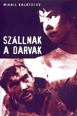 Szállnak a darvak