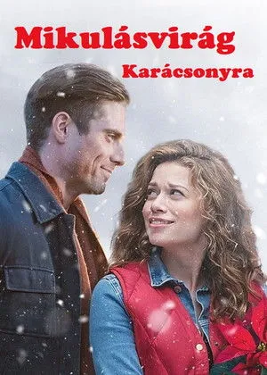 Mikulásvirág karácsonyra