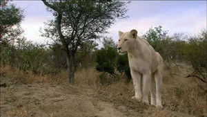 The White Lions háttérkép