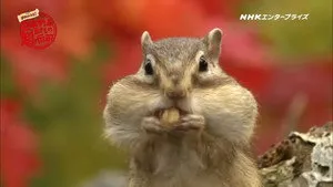 日本列島生きもの超伝説 劇場版ダーウィンが来た！ háttérkép