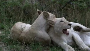 The White Lions háttérkép