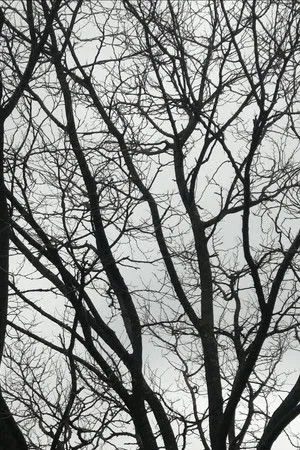Tree Limbs