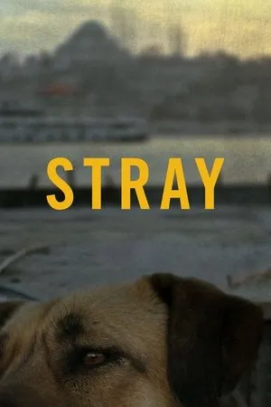Stray poszter