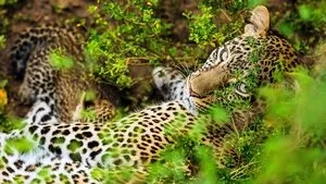 The Leopardess háttérkép