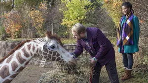 My Giraffe háttérkép