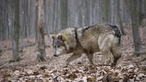 Untamed Romania háttérkép