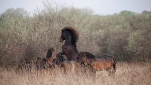 Untamed Romania háttérkép