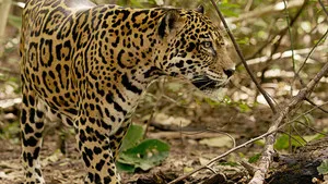Jaguar Beach Battle háttérkép