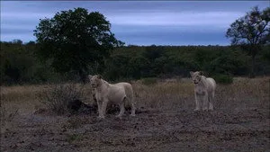 The White Lions háttérkép