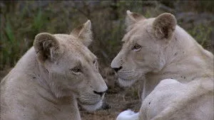 The White Lions háttérkép