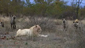 The White Lions háttérkép